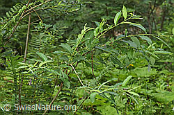 F217537: Grau-Weide (Salix cinerea)