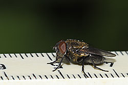 Graugelbe Polsterfliege (Pollenia rudis) (F217541)