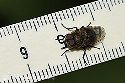 Graugelbe Polsterfliege (Pollenia rudis) (F217542)