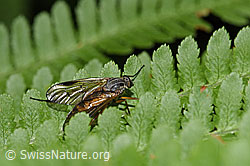 Gemeine Schnepfenfliege (Rhagio scolopaceus) (F217567)