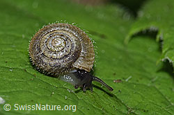F217598: Seidenhaarschnecke (Trochulus sericeus)