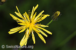 Sumpf-Pippau (Crepis paludosa) (26.06.2022, F217658)