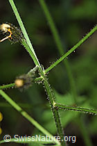 Sumpf-Pippau (Crepis paludosa) (F217660)