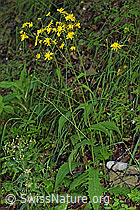 Sumpf-Pippau (Crepis paludosa) (26.06.2022, F217669)