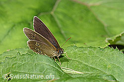 Aphantopus hyperantus (F217690)