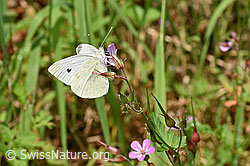 Rapsweissling (Pieris napi) an Ruprechtskraut (Geranium robertianum) (F217694)