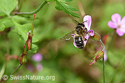 F217701: Honigbiene (Apis mellifera) an Ruprechtskraut (Geranium robertianum)