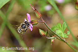 F217702: Honigbiene (Apis mellifera) an Ruprechtskraut (Geranium robertianum)
