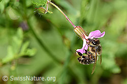 Westliche Honigbiene (Apis mellifera) auf Schwarzdorn (Prunus spinosa)