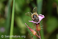 F217707: Honigbiene (Apis mellifera) an Ruprechtskraut (Geranium robertianum)