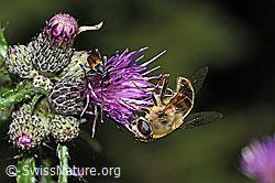 Mistbiene (Eristalis tenax) an Sumpf-Kratzdistel (Cirsium palustre) (F218772)