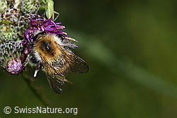 Ackerhummel (Bombus pascuorum)<br/>Sumpf-Kratzdistel (Cirsium palustre)