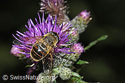 Mistbiene (Eristalis tenax) an Sumpf-Kratzdistel (Cirsium palustre) (F218778)