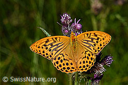 Kaisermantel (Argynnis paphia) auf Sumpf-Kratzdistel (Cirsium palustre) (F218789)