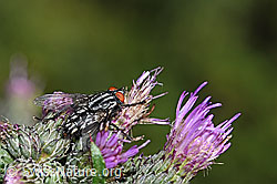 Sumpf-Kratzdistel (Cirsium palustre)