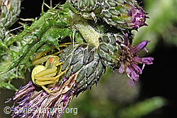 Veränderliche Krabbenspinne (Misumena vatia) auf Sumpf-Kratzdistel (Cirsium palustre) (F218797)