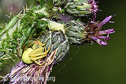 Veränderliche Krabbenspinne (Misumena vatia) auf Gemeiner Nachtviole (Hesperis matronalis)