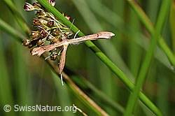 F218802: Stenoptilia annadactyla (Federmotte)