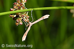 F218806: Stenoptilia annadactyla (Federmotte)