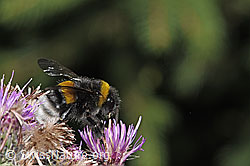 Dunkle Erdhummel (Bombus terrestris) an Sumpf-Kratzdistel (Cirsium palustre) (F218811)