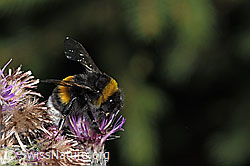 Dunkle Erdhummel (Bombus terrestris) an Sumpf-Kratzdistel (Cirsium palustre) (F218812)