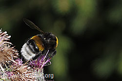 Dunkle Erdhummel (Bombus terrestris) an Sumpf-Kratzdistel (Cirsium palustre) (F218813)