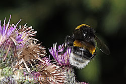 Dunkle Erdhummel (Bombus terrestris) an Sumpf-Kratzdistel (Cirsium palustre) (F218814)
