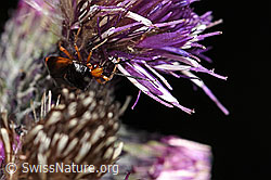 Rote Weichwanze (Deraeocoris ruber) an Sumpf-Kratzdistel (Cirsium palustre) (F218825)