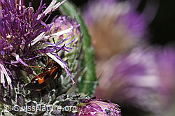 Rote Weichwanze (Deraeocoris ruber) an Sumpf-Kratzdistel (Cirsium palustre) (F218826)