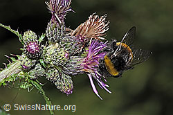 Dunkle Erdhummel (Bombus terrestris) an Sumpf-Kratzdistel (Cirsium palustre) (F218829)