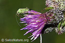 Grüne Distelwanze (Calocoris affinis) auf Sumpf-Kratzdistel (Cirsium palustre) (F218832)