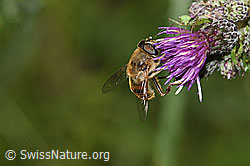 Mistbiene (Eristalis tenax) an Sumpf-Kratzdistel (Cirsium palustre) (F218834)