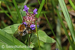Ackerhummel (Bombus pascuorum)<br/>Gemeine Brunelle (Prunella vulgaris)