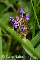Prunella vulgaris (03.07.2022, F218838)