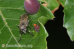 Haematopota pluvialis (03.07.2022, F218848)