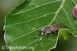 Haematopota pluvialis (03.07.2022, F218849)