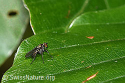 Fly of the genus Dolichopus (F218854)