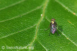 Fly of the genus Dolichopus (F218856)