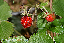 Fragaria vesca (03.07.2022, F218859)