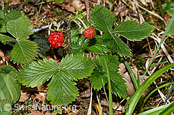 Fragaria vesca (03.07.2022, F218860)