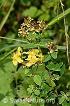 F218862: Geflecktes Johanniskraut (Hypericum maculatum)