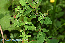 F218863: Geflecktes Johanniskraut (Hypericum maculatum)