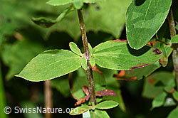 F218866: Geflecktes Johanniskraut (Hypericum maculatum)