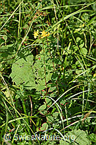 F218867: Geflecktes Johanniskraut (Hypericum maculatum)