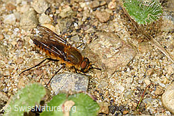 Gewöhnliche Stilettfliege (Thereva nobilitata) (F218869)