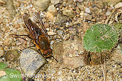 Gewöhnliche Stilettfliege (Thereva nobilitata) (F218871)