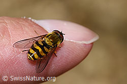 Behaarte Schwebfliege (Syrphus torvus) (F218872)