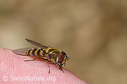 Behaarte Schwebfliege (Syrphus torvus) (F218873)