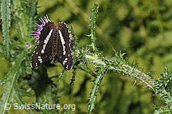 Kleiner Eisvogel (Limenitis camilla) auf Sumpf-Kratzdistel (Cirsium palustre) (F218875)