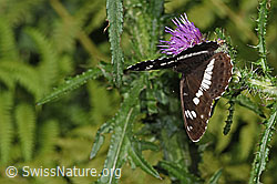Sumpf-Kratzdistel (Cirsium palustre)
